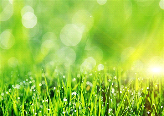 lawn care fun facts